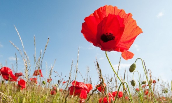 tall poppy syndrome and content marketing